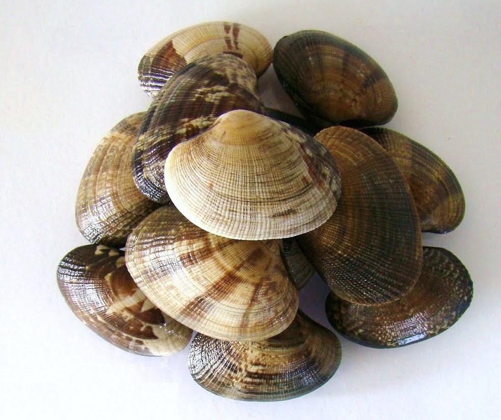 Ameijoa