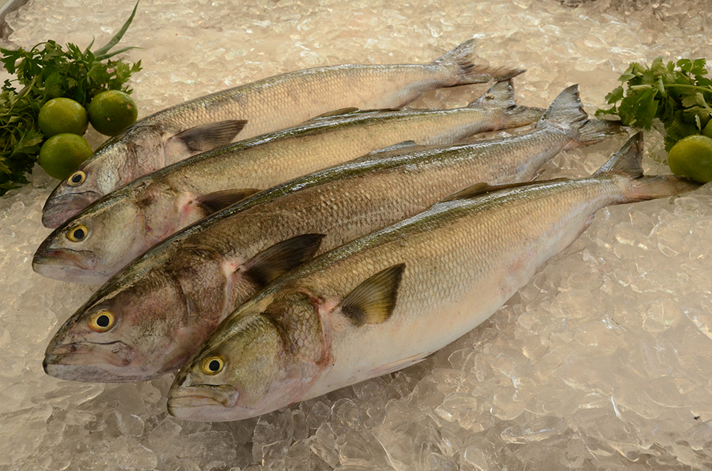 Anchova