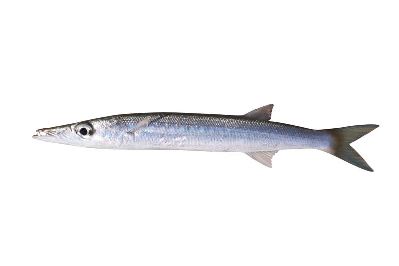 Barracuda