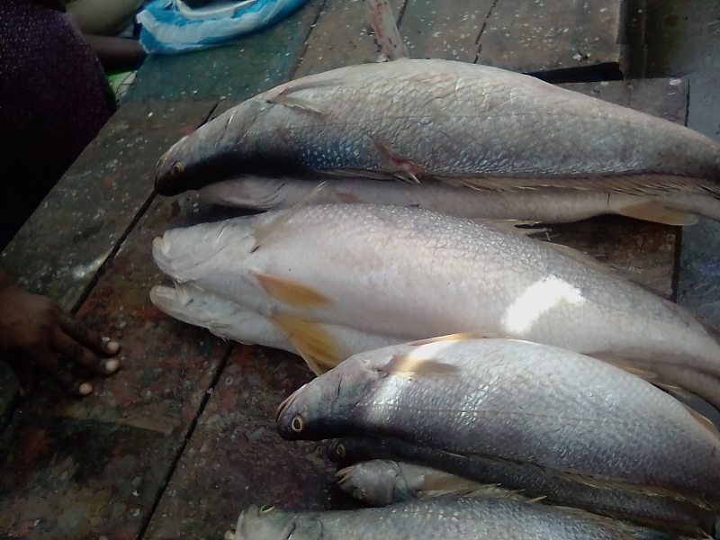 Corvina
