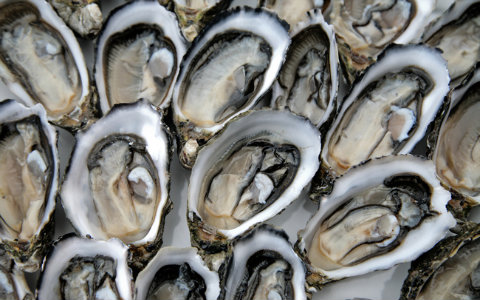 Ostra