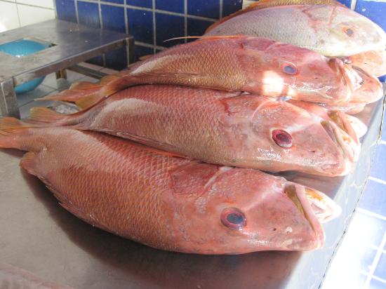 Pargo