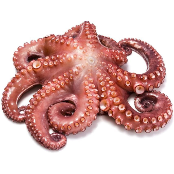 Polvo