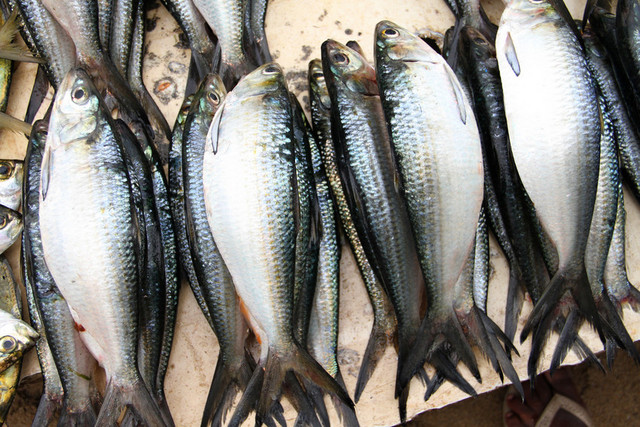 Sardinha